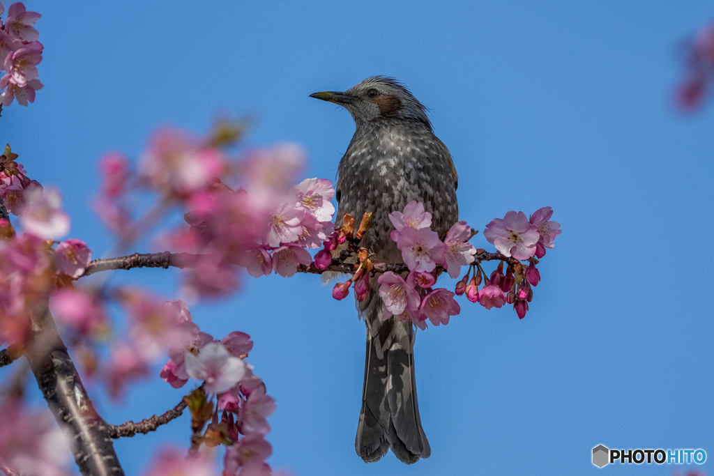 河津桜とヒヨドリ①