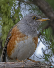 アカハラ②