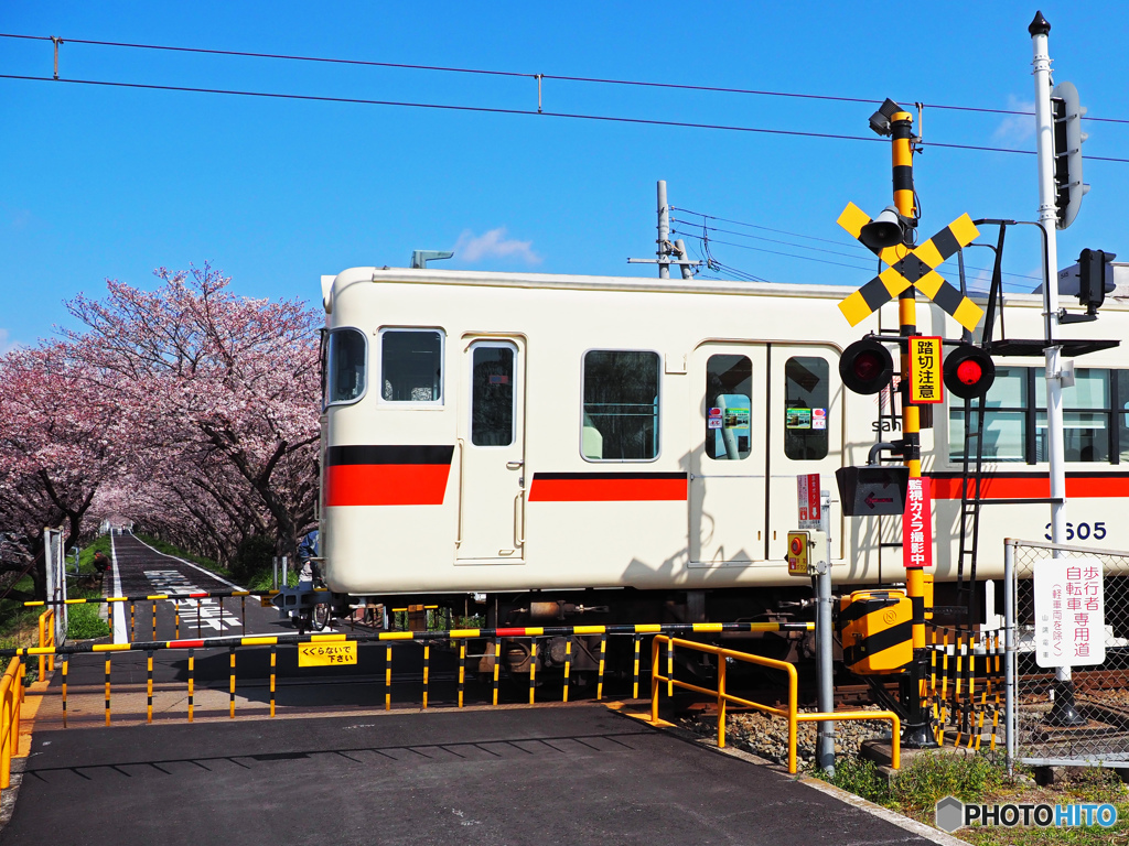 山陽電車と桜②