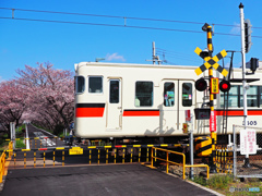 山陽電車と桜②