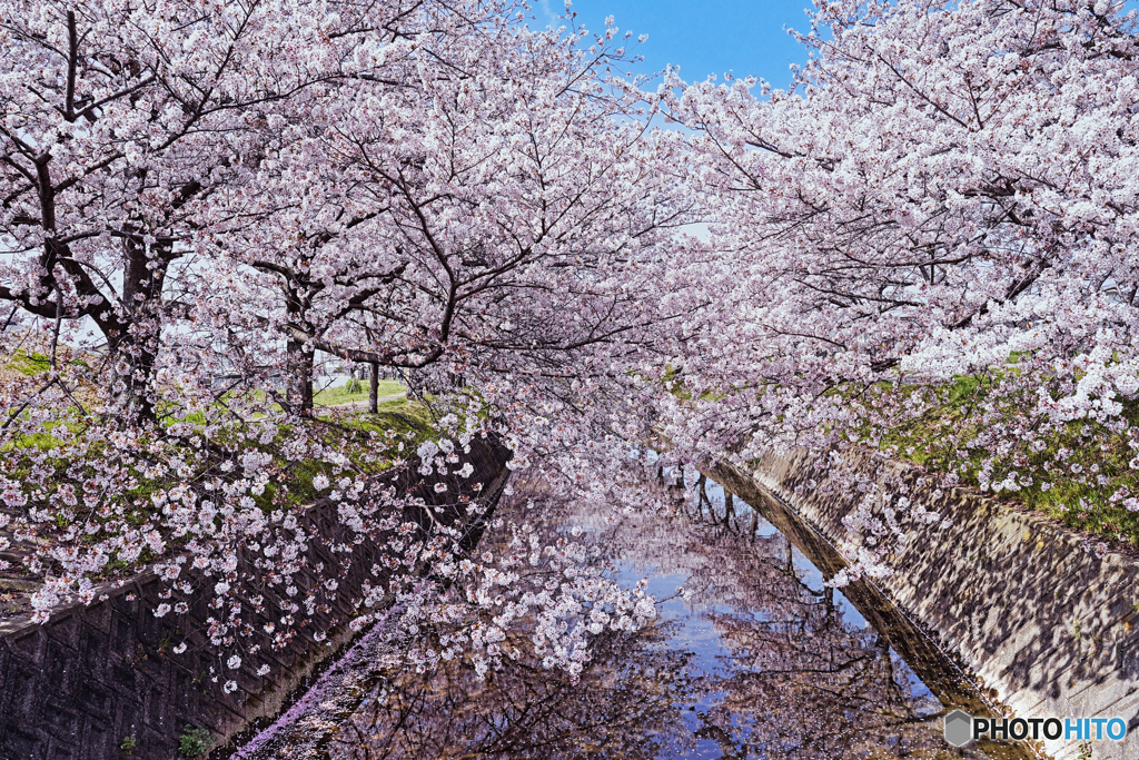 桜Ⅰ