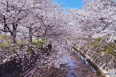 桜Ⅰ