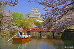 姫路城と桜