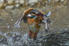 カワセミ⑩