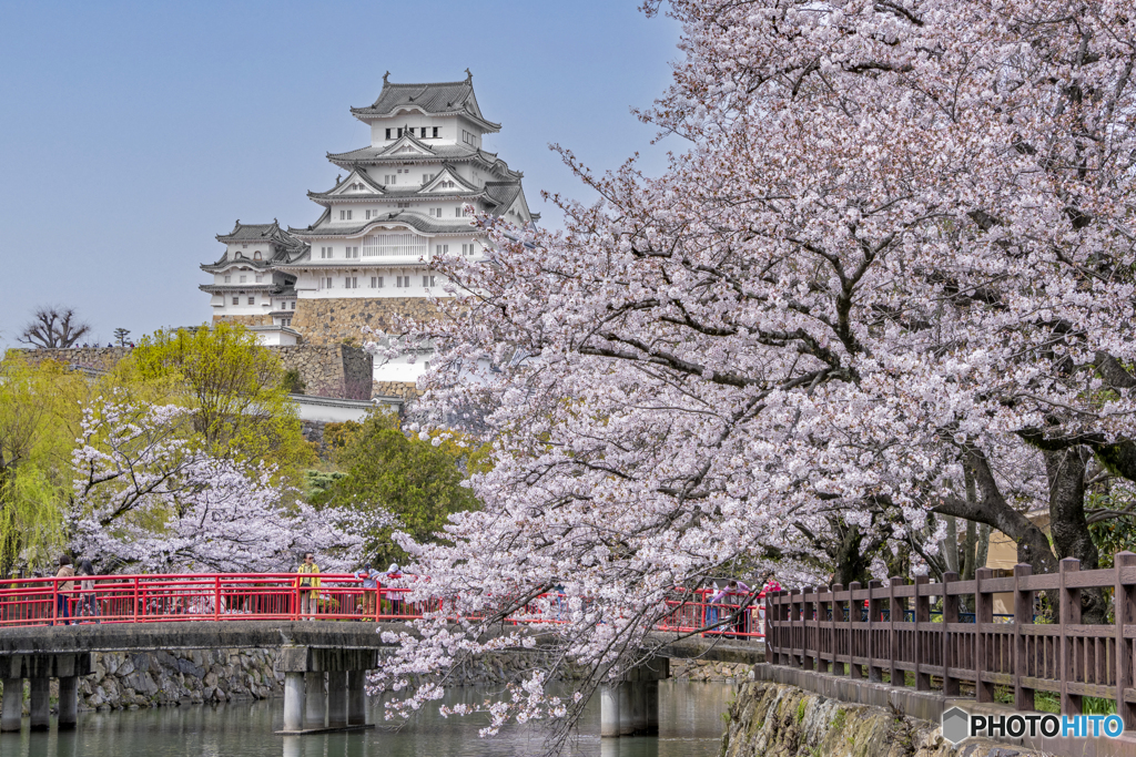 姫路城と桜①