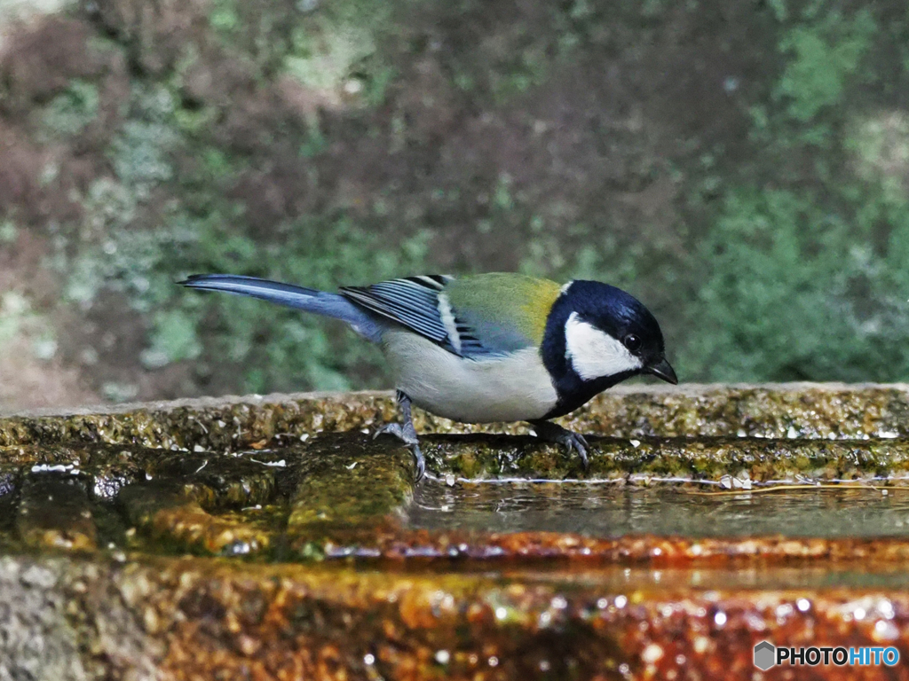 シジュウカラ