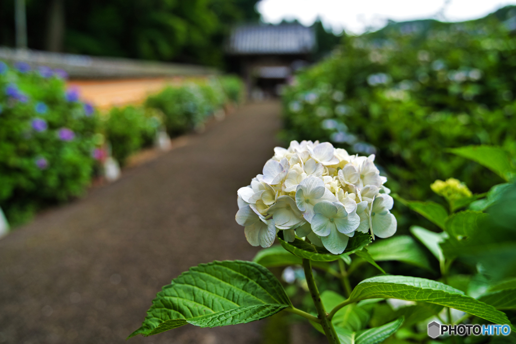 紫陽花