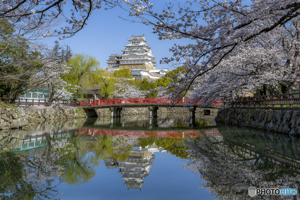 姫路城と桜①