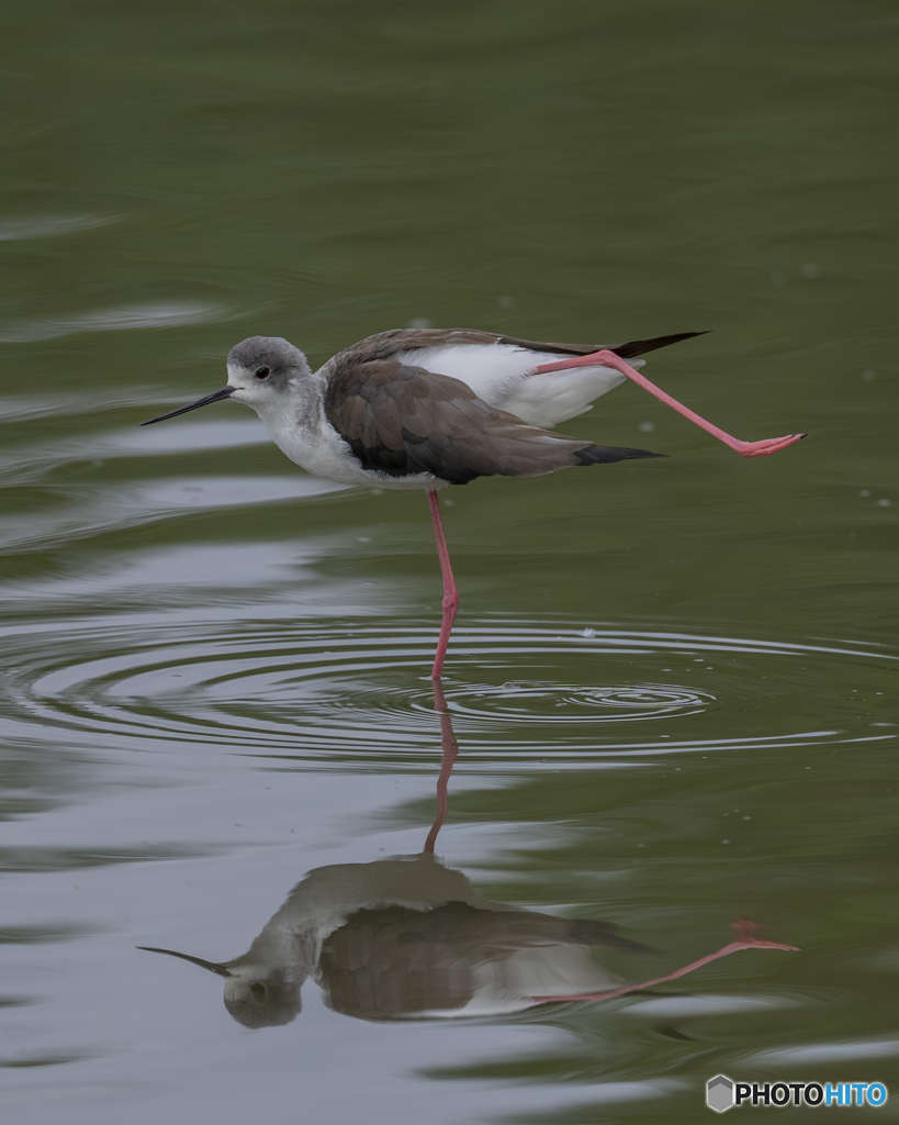 セイタカシギ①