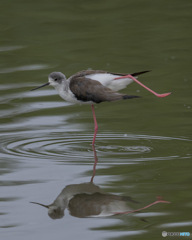 セイタカシギ①