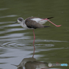 セイタカシギ①