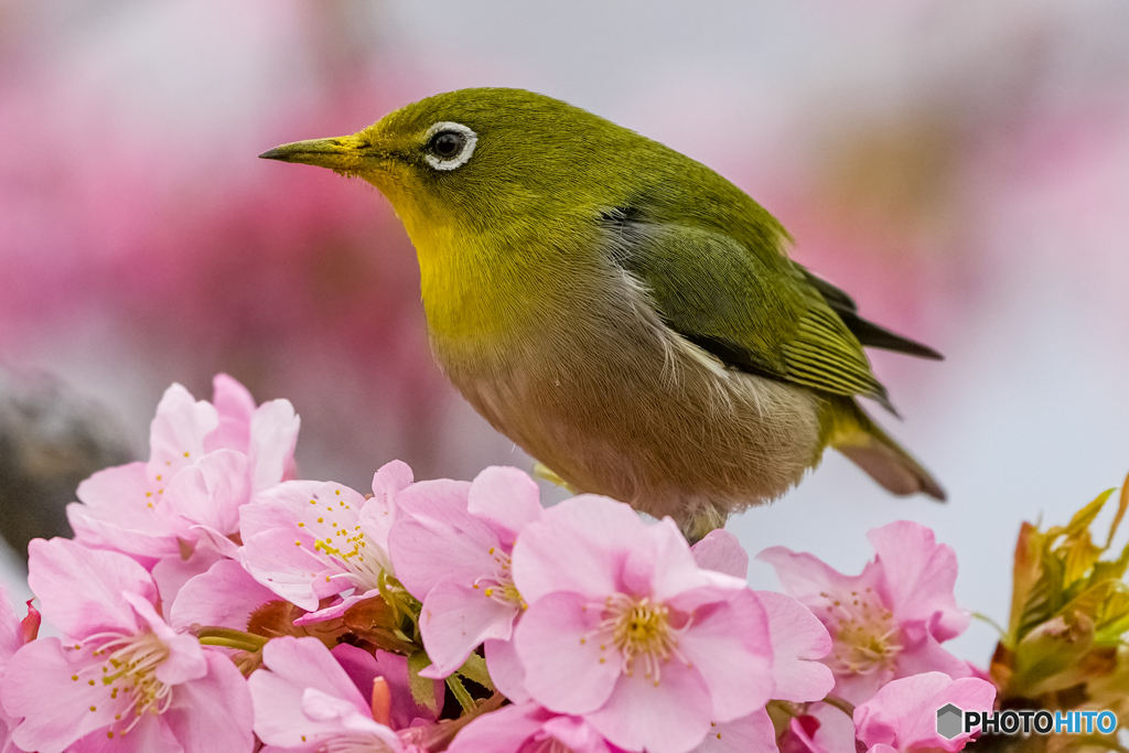 河津桜とメジロ⑥