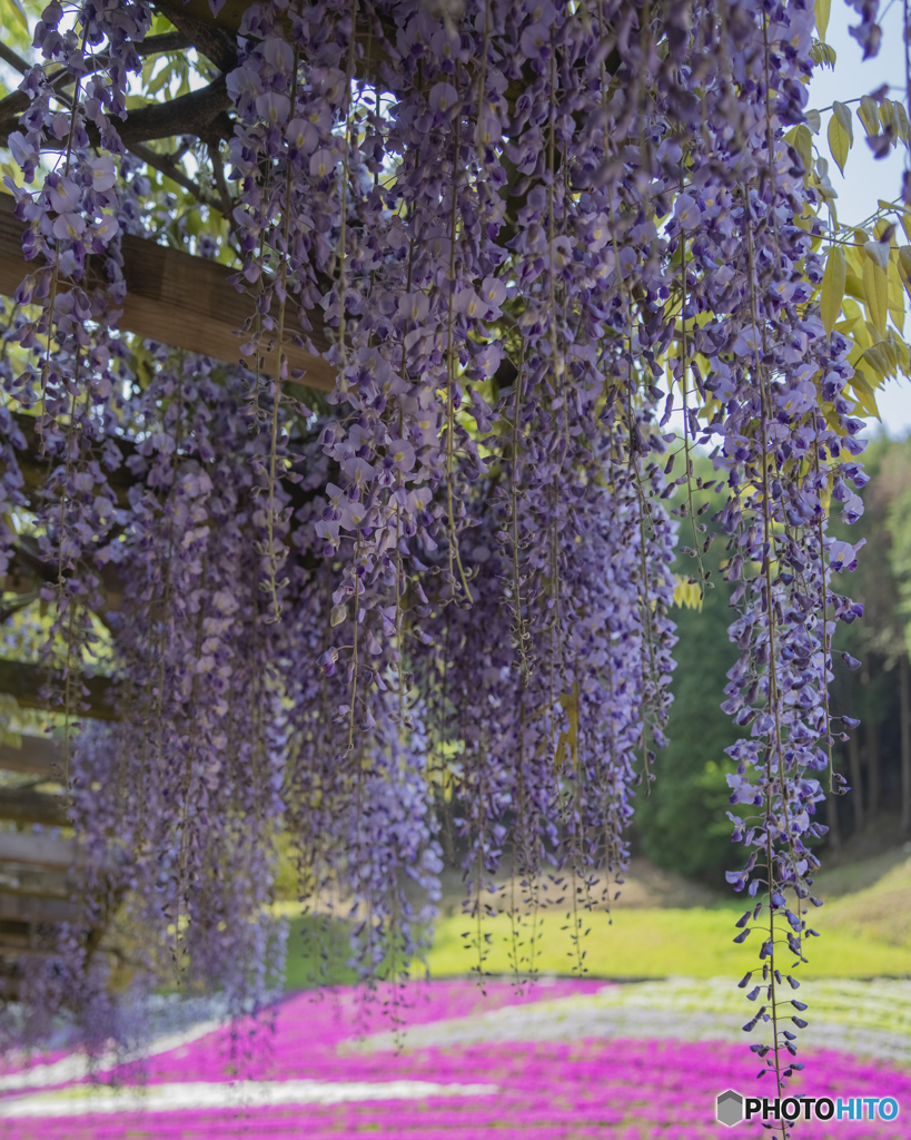 芝桜の小道②