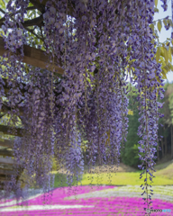 芝桜の小道②