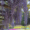 芝桜の小道②