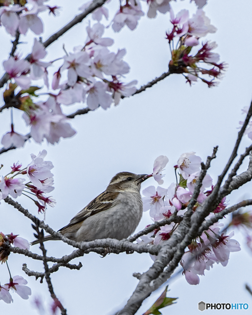 桜ラッパ①