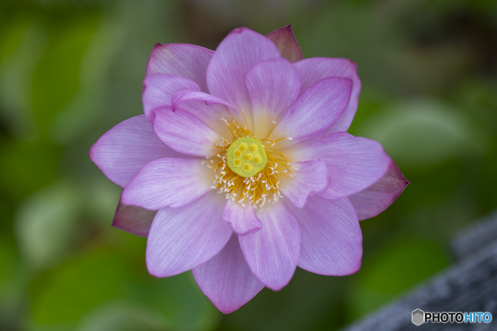 蓮の花③