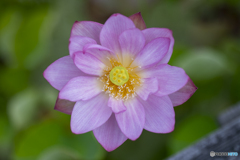 蓮の花③