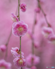 曽根天満宮③