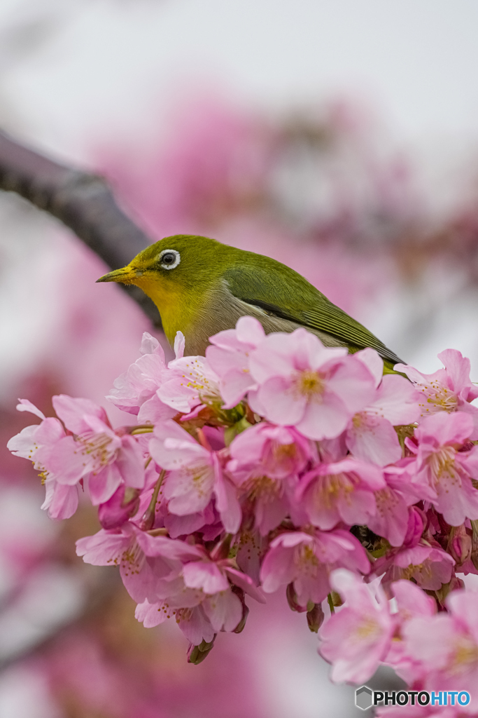 河津桜とメジロ⑩