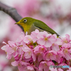 河津桜とメジロ⑩