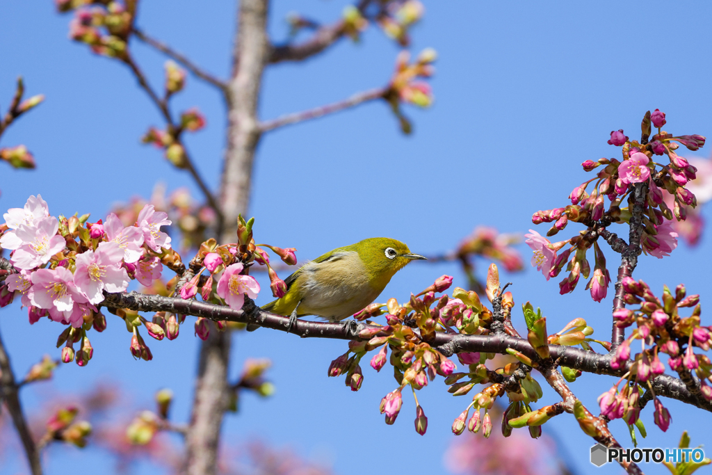河津桜とメジロ④