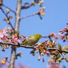 河津桜とメジロ④