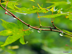 雨上がりのモミジ