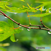 雨上がりのモミジ