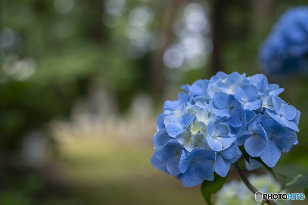 浄土寺の紫陽花②