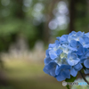 浄土寺の紫陽花②