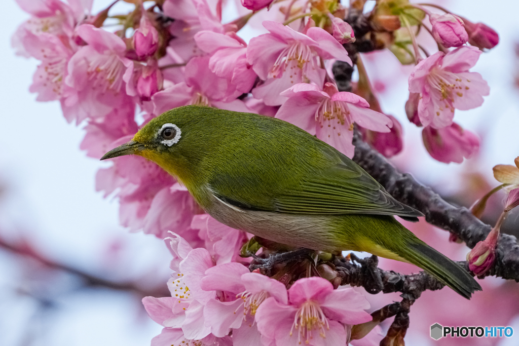 河津桜とメジロ⑦