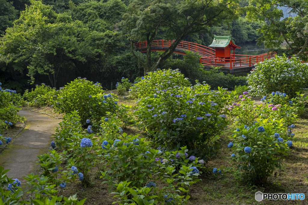 安志稲荷神社の紫陽花②