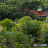 安志稲荷神社の紫陽花②