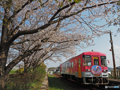 北条鉄道と桜①