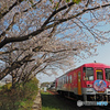 北条鉄道と桜①