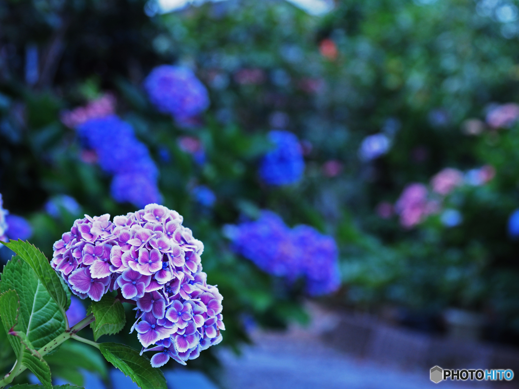紫陽花①