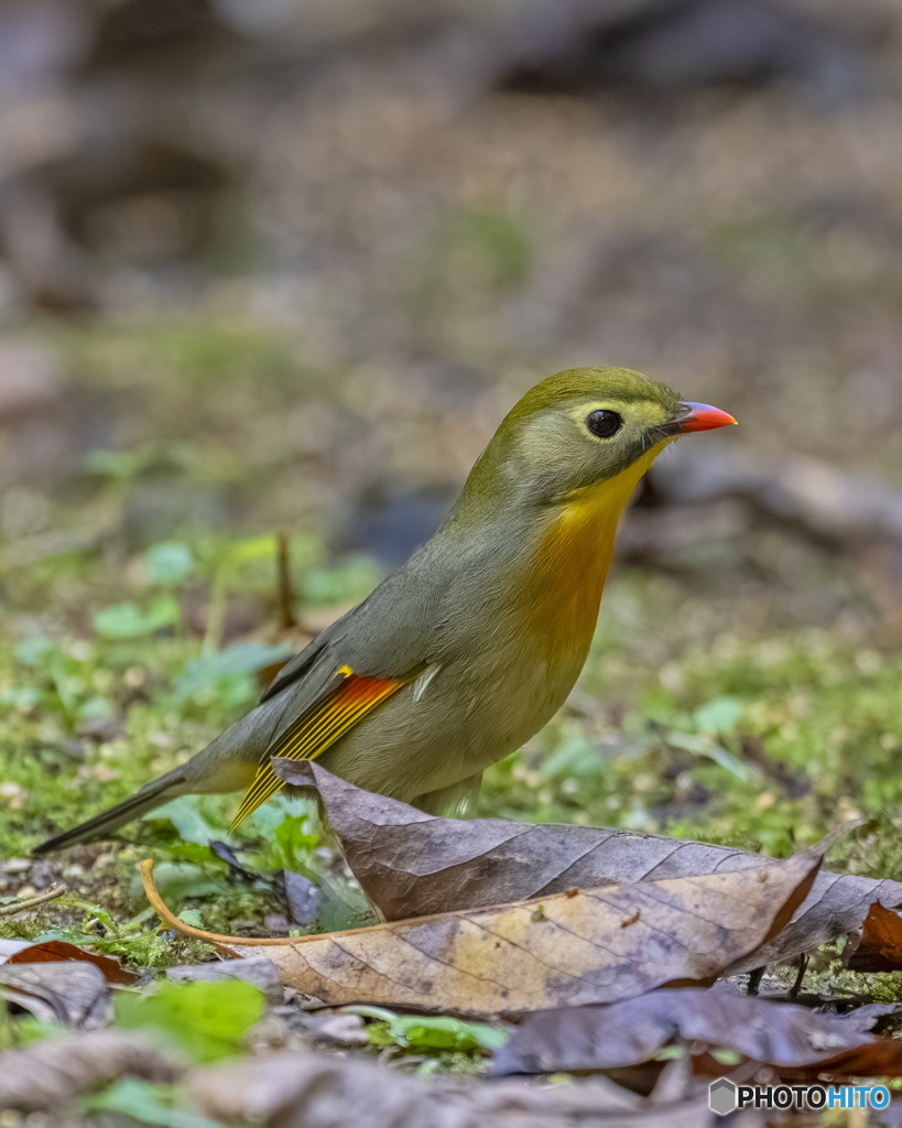 ソウシチョウ