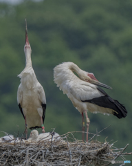 コウノトリ⑥