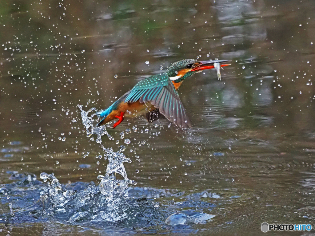 カワセミ　離水Ⅳ