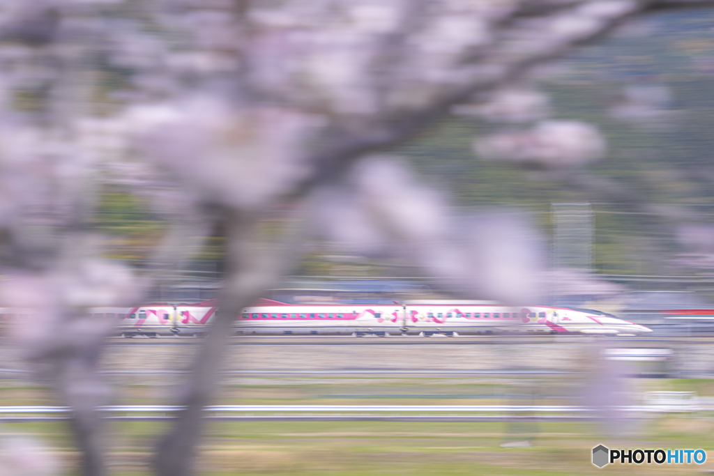 ハローキティ新幹線と桜