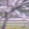 ハローキティ新幹線と桜