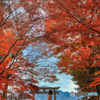 北条鉄道と紅葉①