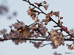 桜とエナガ