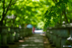 高山寺②