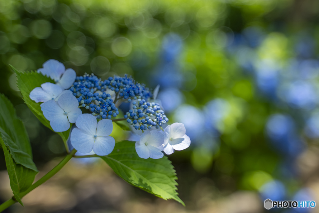 紫陽花③