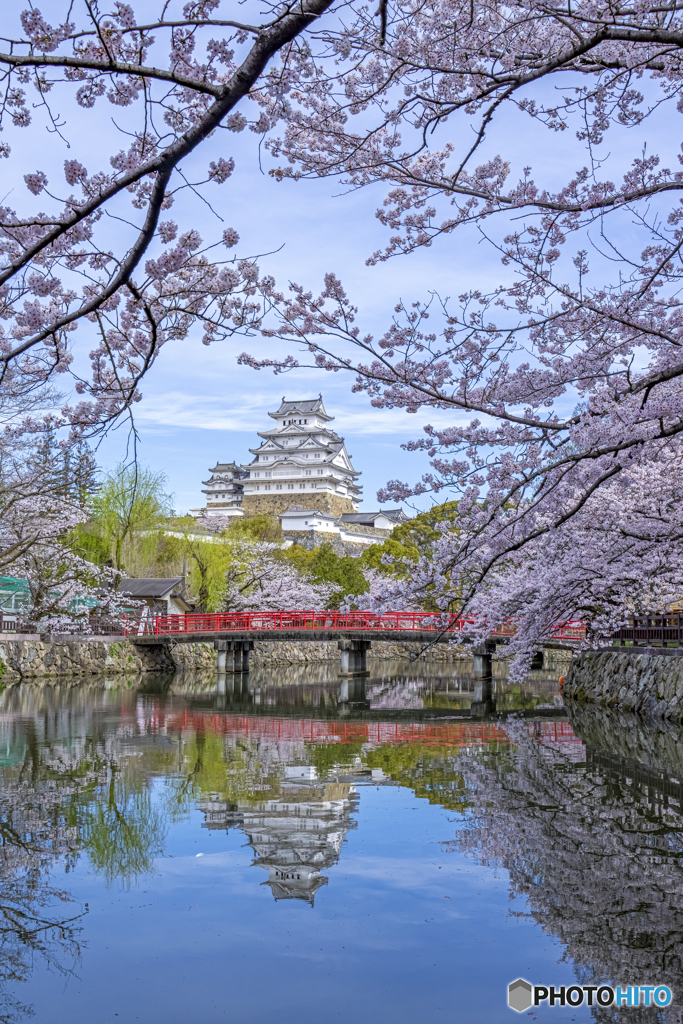 姫路城と桜①