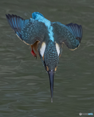 カワセミ⑦
