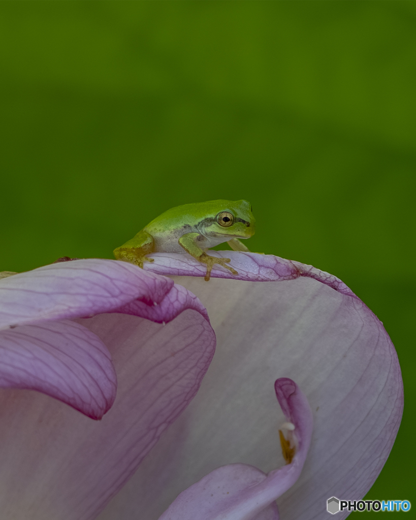 蓮の花とアマガエル③