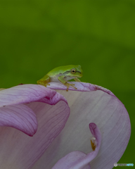 蓮の花とアマガエル③